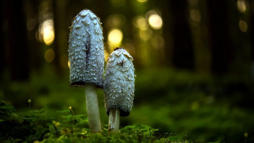 Картинка природа грибы пара грибная дуэт