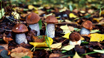 Картинка природа грибы подберезовики грибная пятерка семейка