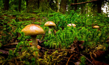 Картинка природа грибы семейка грибная мох