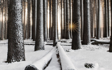 Картинка природа лес лучи солнца деревья снег зима