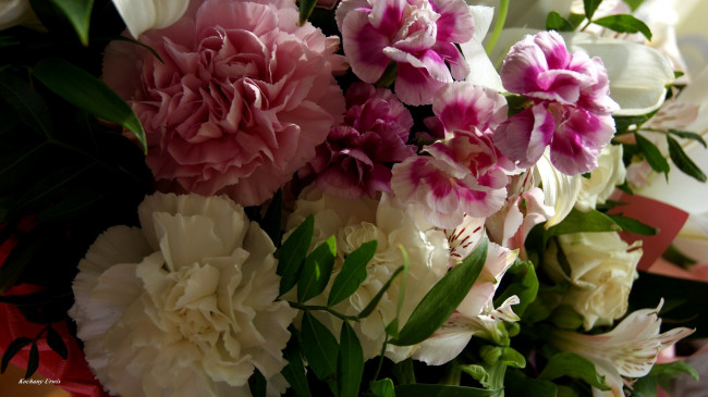 Обои картинки фото цветы, разные вместе, гвоздики, лилия, альстромерия