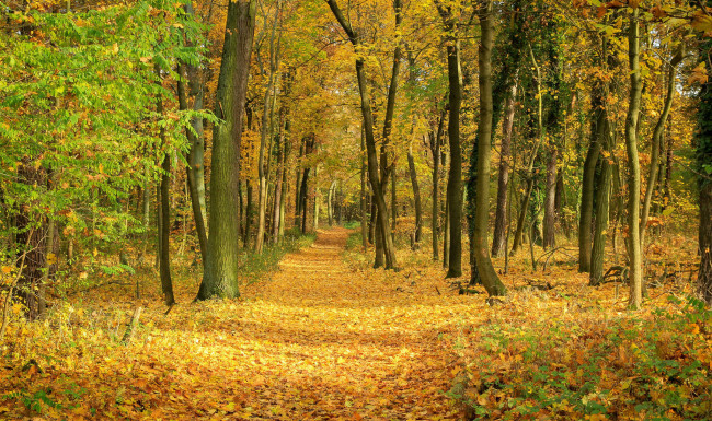 Обои картинки фото природа, лес, осень, листопад, деревья, листва, листья