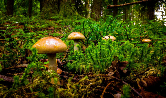 Обои картинки фото природа, грибы, семейка, грибная, мох