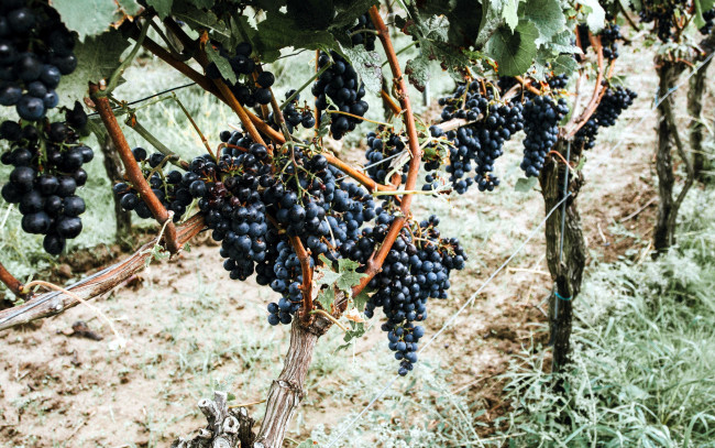 Обои картинки фото природа, Ягоды,  виноград, виноградник, ягоды, грозди