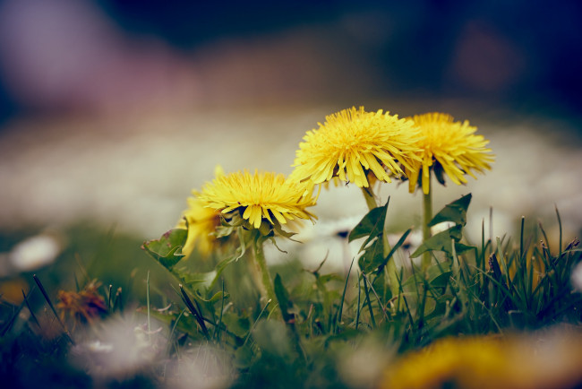 Обои картинки фото цветы, одуванчики, весна, желтый, одуванчик