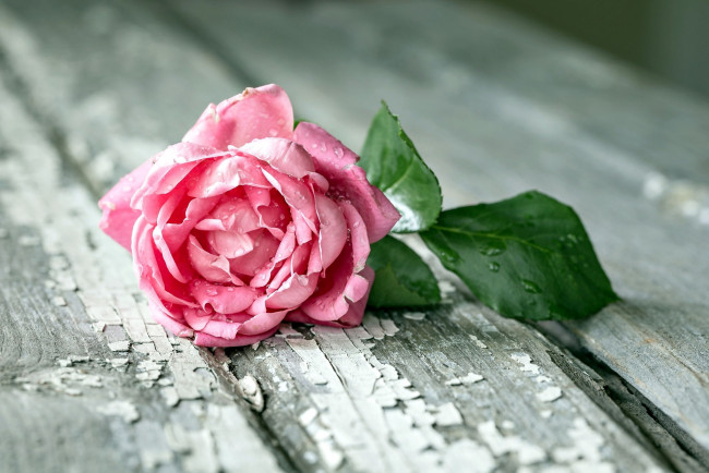 Обои картинки фото цветы, розы, одинокая, роза, капли