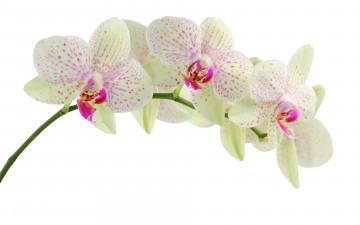 Картинка цветы орхидеи орхидея фаленопсис