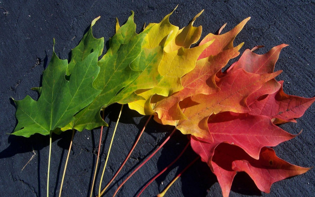 Обои картинки фото природа, листья, клен, осень, цвета