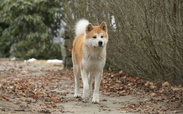 Картинка кино+фильмы hachiko +a+dogs+story собака хатико осень