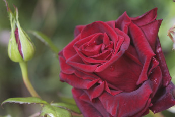Картинка цветы розы лепестки макро бутон