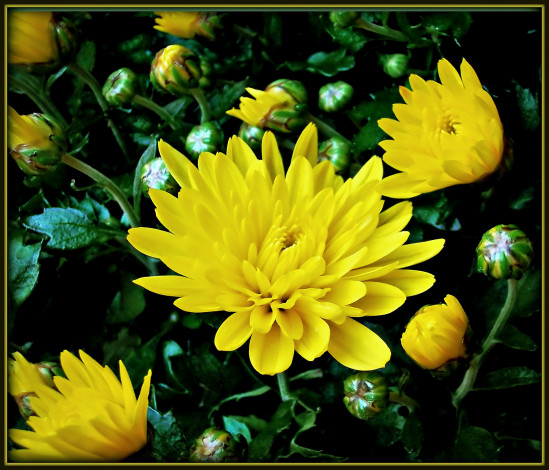 Обои картинки фото цветы, хризантемы, лепестки, листья