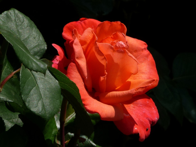 Обои картинки фото цветы, розы, листья, красный, зелёный