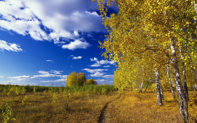 Обои картинки фото природа, деревья, берёзы, роща, тропинка, осень, пейзаж