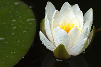 Картинка цветы лилии водяные нимфеи кувшинки белый капли бутон