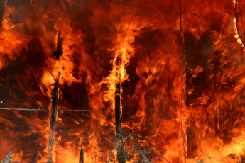 Картинка fire природа огонь стихия бедствие хвойный лес пожар