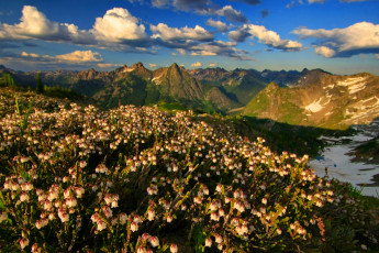 Картинка природа луга цветы пики горы снег альпийский луг