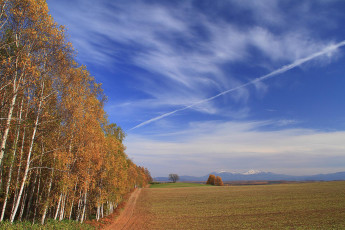 Картинка природа поля поле дорога березы облака осень
