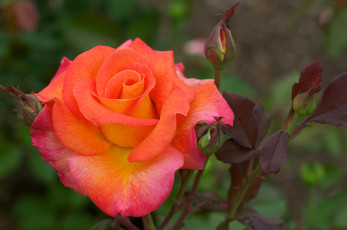 Картинка цветы розы лепестки оранжевый