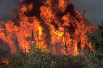 Картинка fire природа огонь хвойный стихия бедствие лес пожар