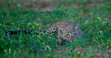 Картинка leopard животные леопарды охота трава леопард