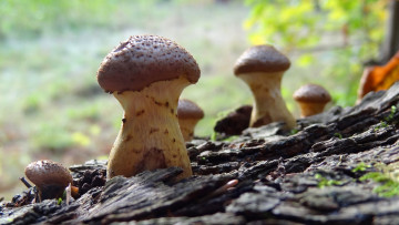 Картинка природа грибы опята дерево кора