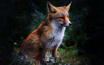 Картинка животные лисы лиса