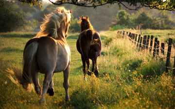 Картинка животные лошади изгородь галоп луг лес