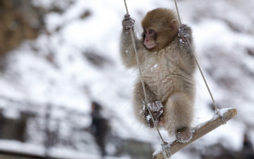 Картинка животные обезьяны Японская макака snow monkey качели