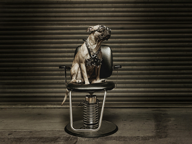 Обои картинки фото животные, собаки, металлист, очки, кресло