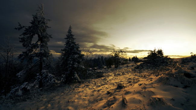 Обои картинки фото природа, зима, елки, снег, тучи
