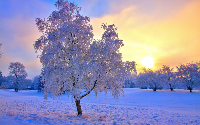 Обои картинки фото природа, зима, закат, иней, снег, деревья