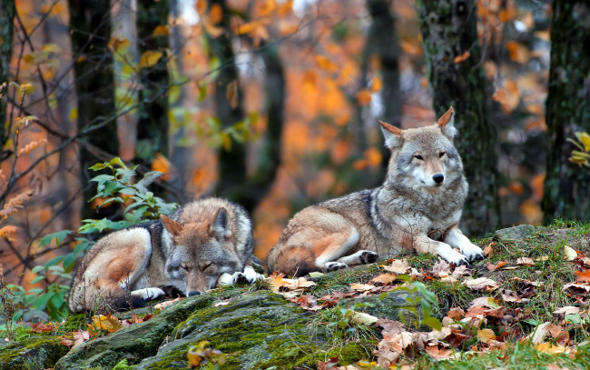 Обои картинки фото животные, волки, природа, лес, coyote
