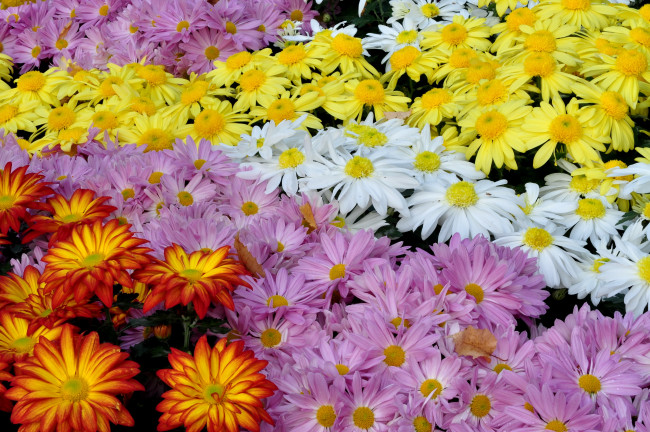 Обои картинки фото цветы, хризантемы, разноцветный