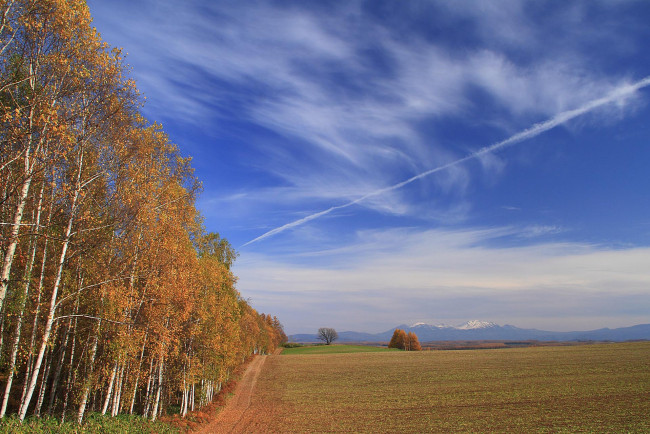 Обои картинки фото природа, поля, поле, дорога, березы, облака, осень