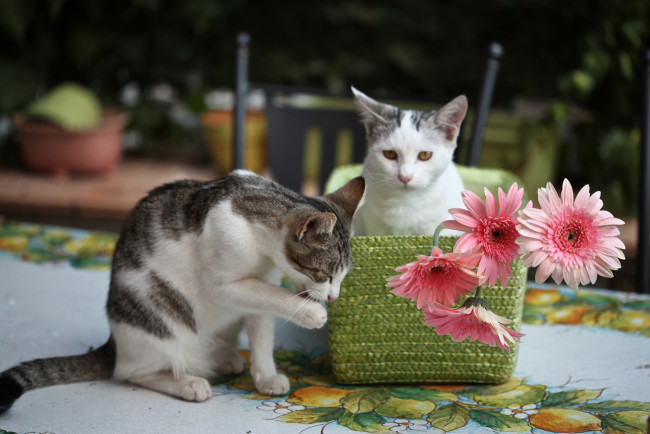 Обои картинки фото животные, коты, котята, герберы, цветы, elena, di, guardo