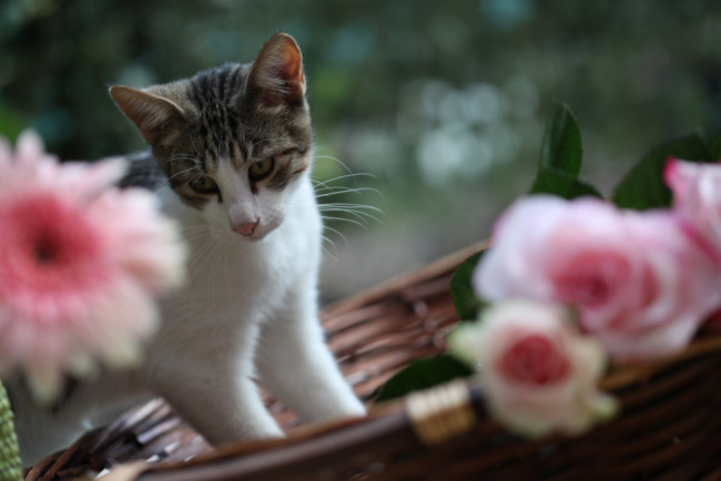 Обои картинки фото животные, коты, котёнок, цветы, elena, di, guardo