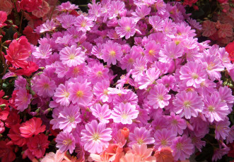 Картинка цветы левизия розовый
