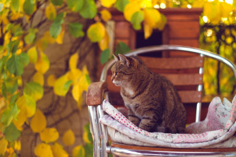 Картинка животные коты стул листья осень