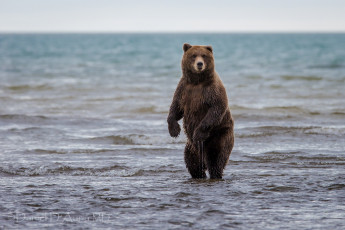 Картинка животные медведи вода стойка