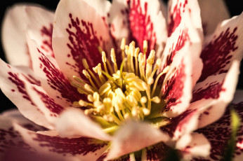 Картинка цветы геллеборус морозник макро