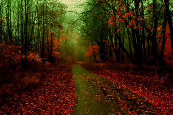 Картинка природа дороги лес дорога осень