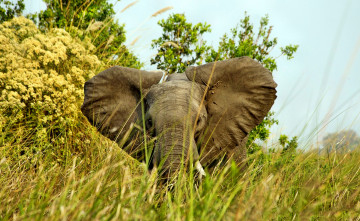 Картинка животные слоны саванна трава деревья слон уши