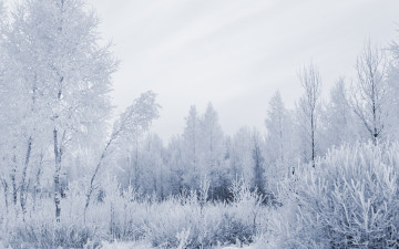 Картинка природа зима иней деревья снег