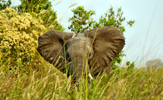 Обои картинки фото животные, слоны, саванна, трава, деревья, слон, уши