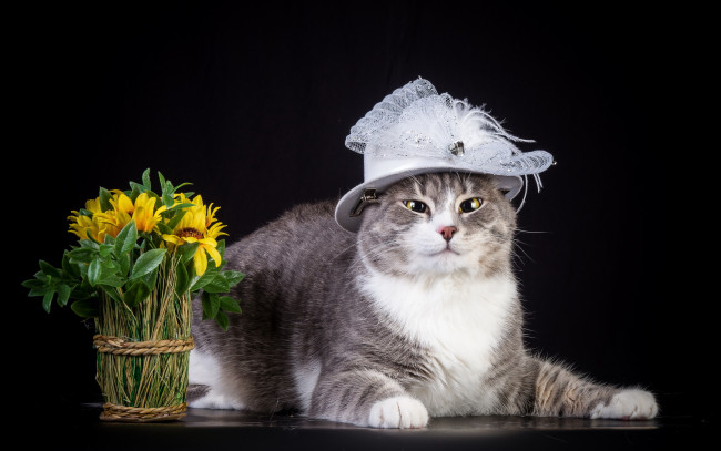Обои картинки фото животные, коты, шляпка, цветы