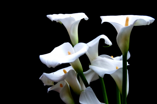 Обои картинки фото цветы, каллы, белый