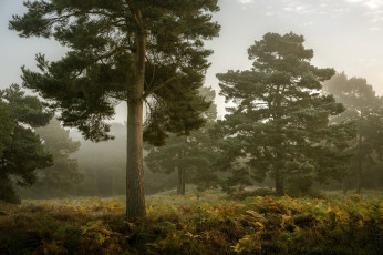 Картинка природа деревья дерево туман осень лес