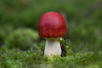 Картинка природа грибы +мухомор мох лес мухомор гриб