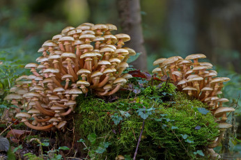 Картинка природа грибы mushroom