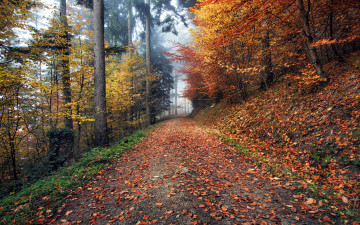 Картинка природа дороги листопад осень дорога лесная